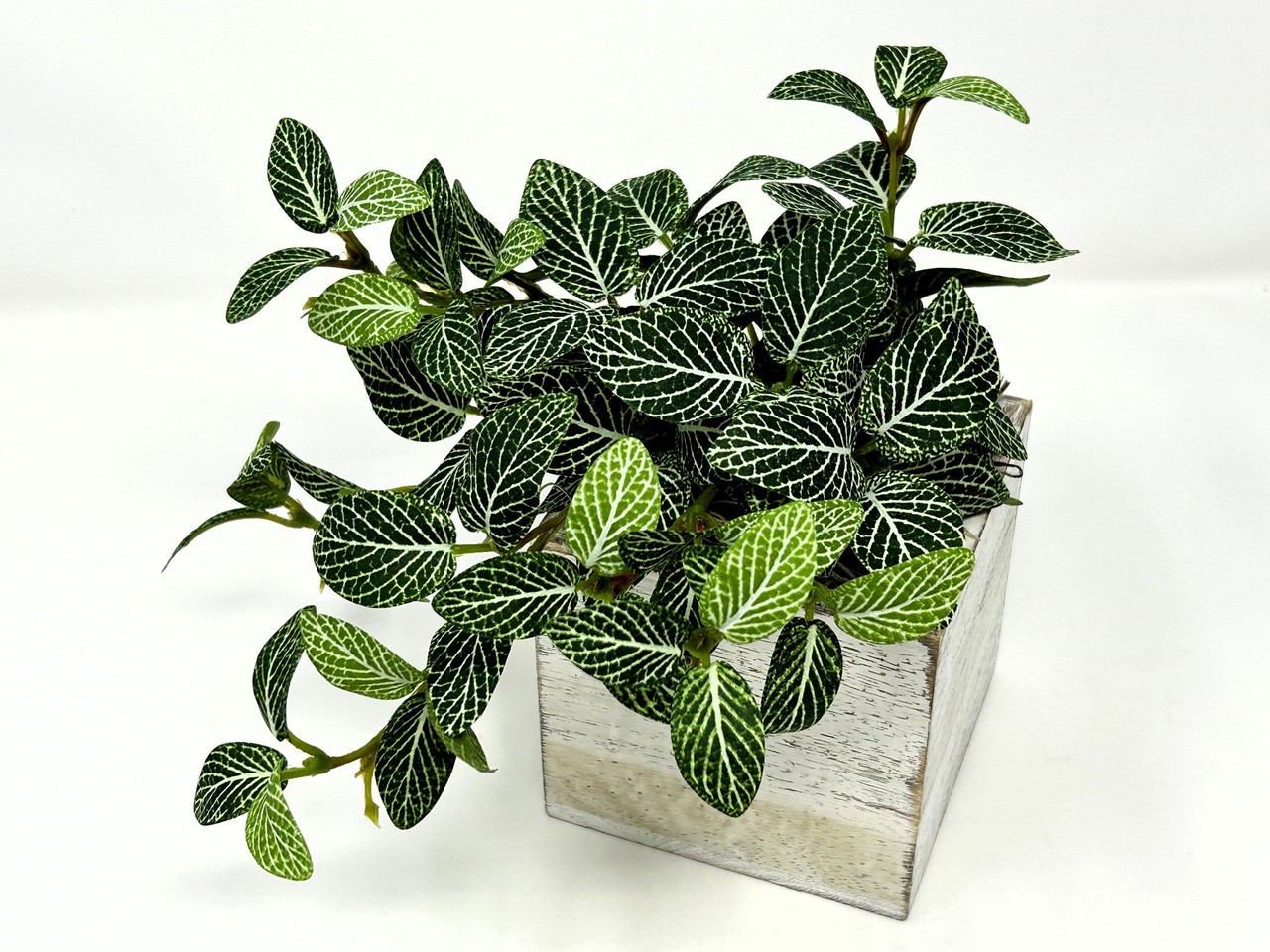 Small 8″ tall Artificial GREEN FITTONIA NERVE Silk plant potted, White-washed wo