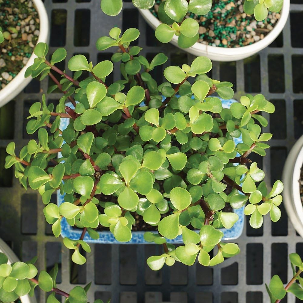 Brussel’s Bonsai Live Dwarf Jade Tree, Indoor – Small, 3 Green