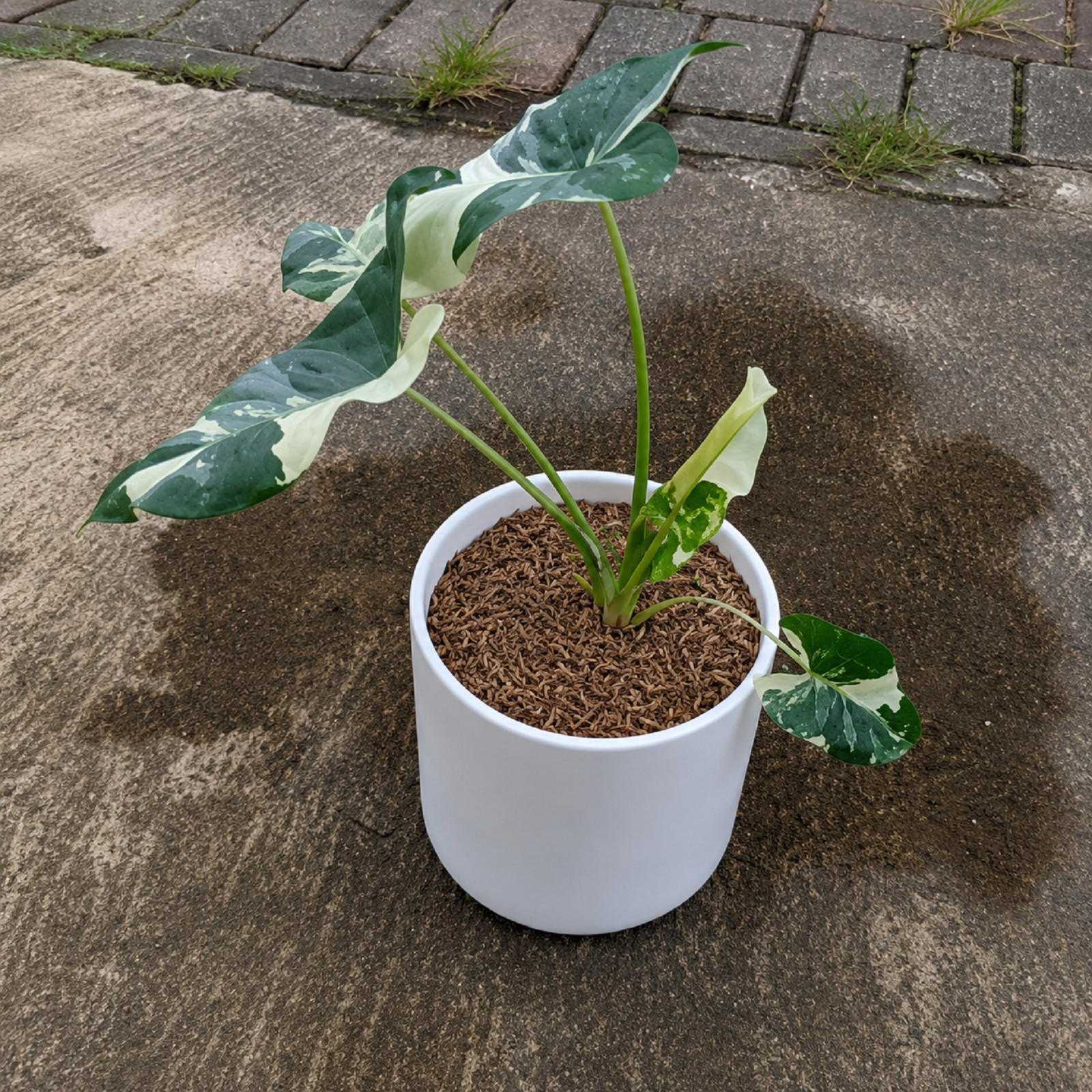 Rare Variegated Alocasia Macrorrhiza house Plant Tropical Aroid Houseplant