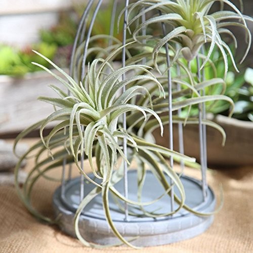 3 PCS Artificial Air Plants Faux Succulents Unpotted Flocked Green DIY Decor