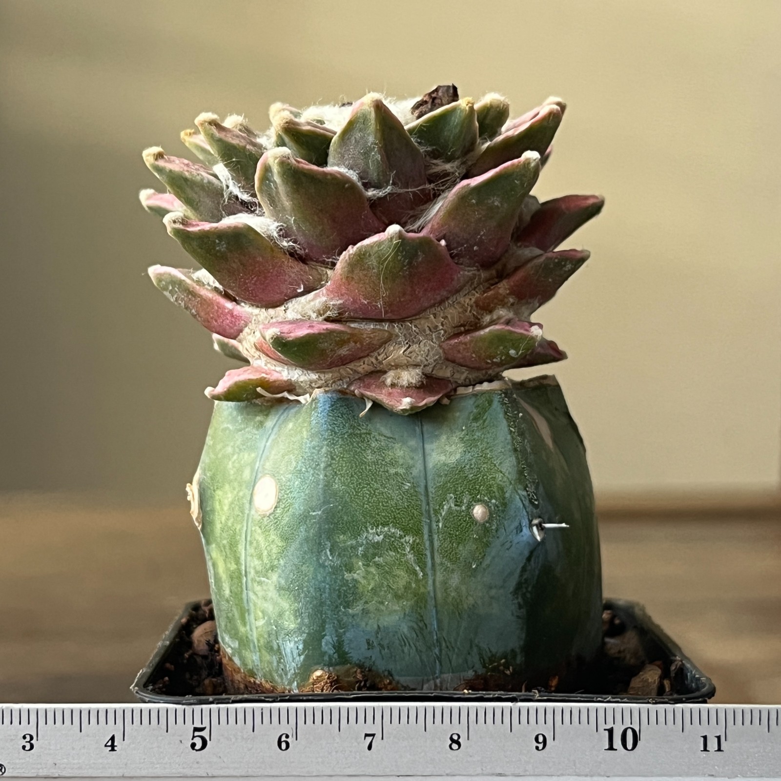 A52-262 Cactus hybrid (agavoides x kotschoubeyanus), grafted