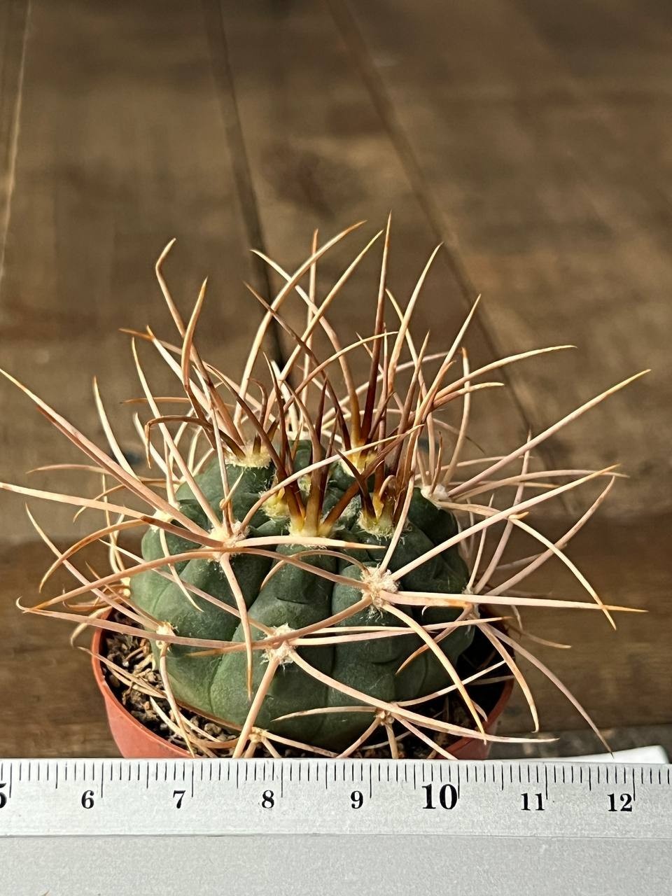 A43-218 Gymnocalycium polycephalum, own root