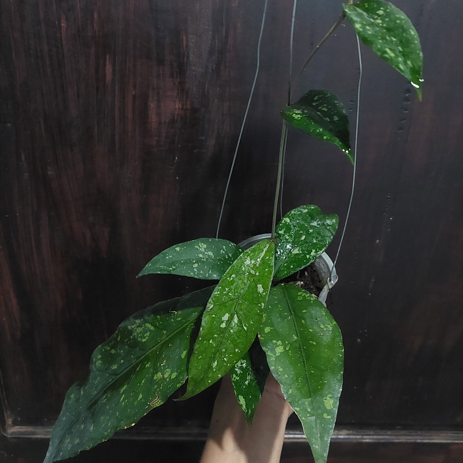 Hoya Sp Aceh Splash Real Pickture. Free phytosanitary Ship By DHL Express.