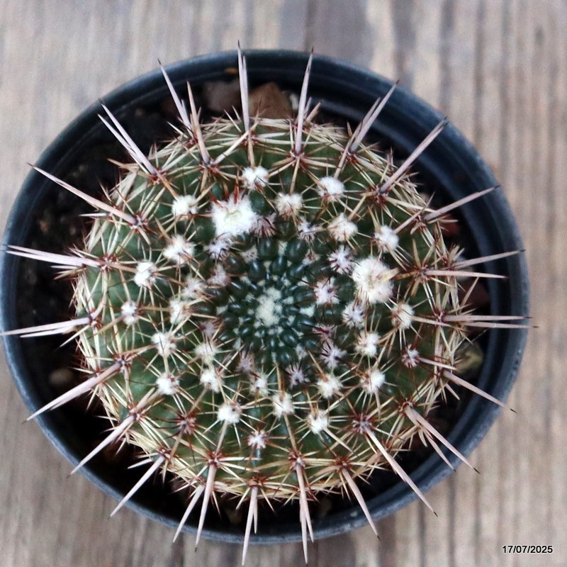 D5357 NOTOCACTUS RUTILANS pot8-H7-W5,5 cm MaMa Cactus