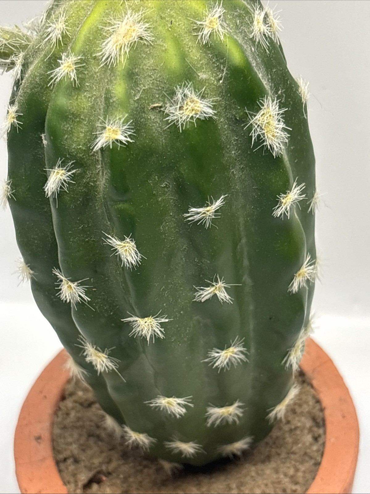 artificial Faux cactus home decor Style Modern Decor Inside In Terra Cotta 12”