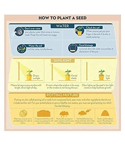 Aero Seeds 40 Varieties Flower Seeds Combo Pack Mixed Garden Seeds
