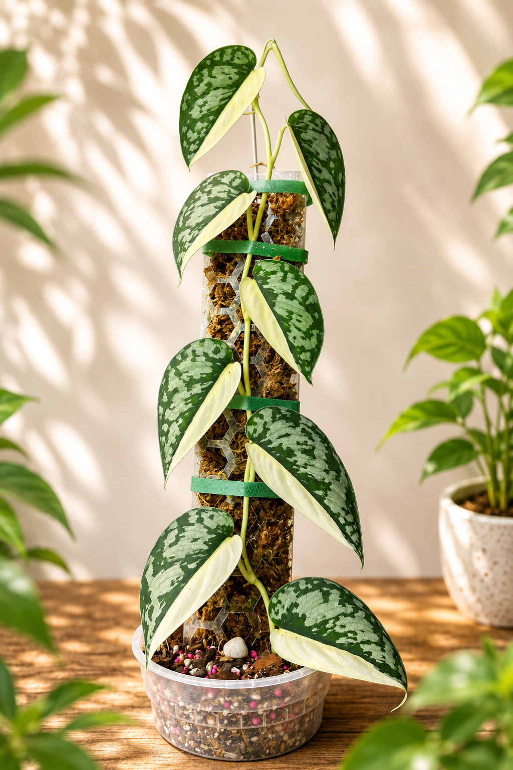Scindapsus Mariposa, Rare Variegated, Real Picture, Aroid Houseplant