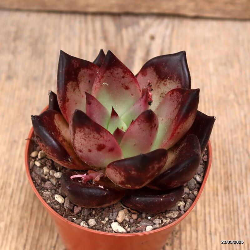 D4331 ECHEVERIA AGAVOIDES “ROMEO” pot8,5-H7-W8 cm MaMa Cactus