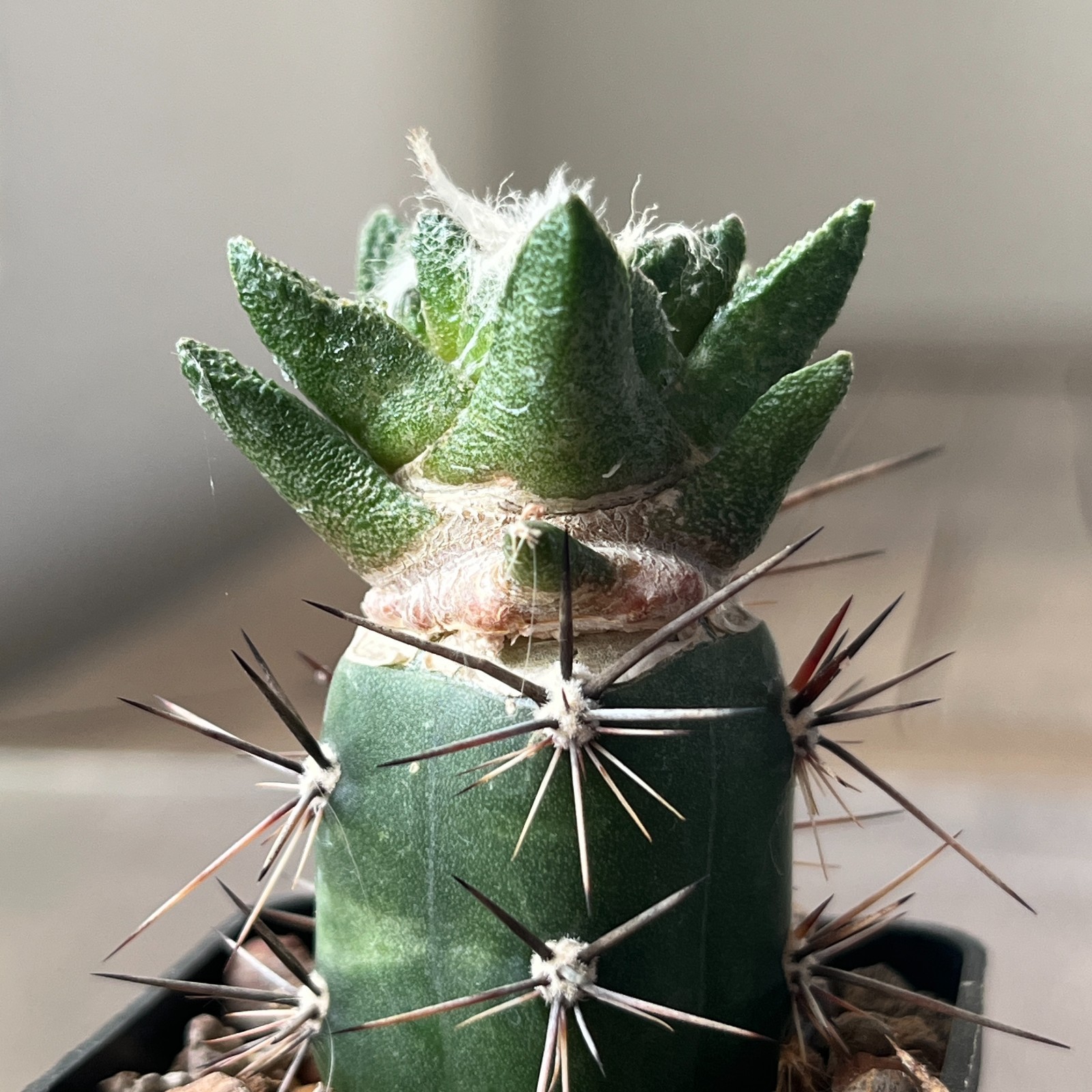 A8-1090 Cactus bravoanus VM288, El Nunes, 4 pieces (Grafted)