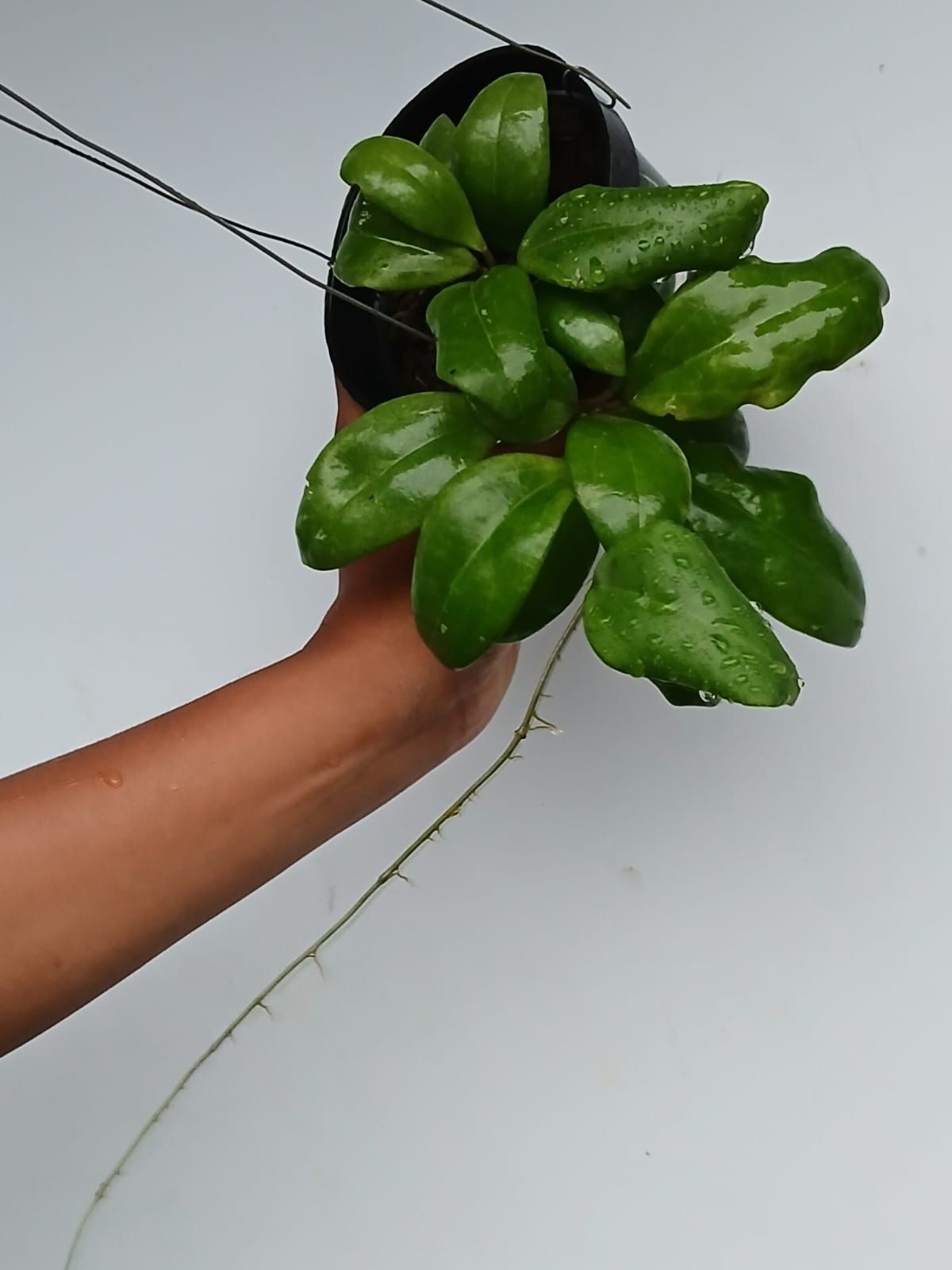 Real Pict Hoya Batutikarensis Rare Plant
