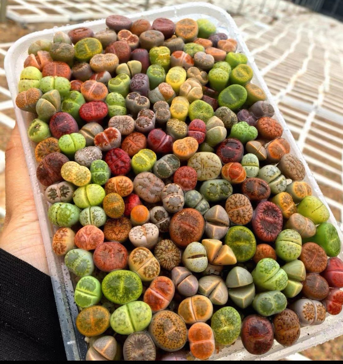 5000PCS MIX SEEDSLITHOPS