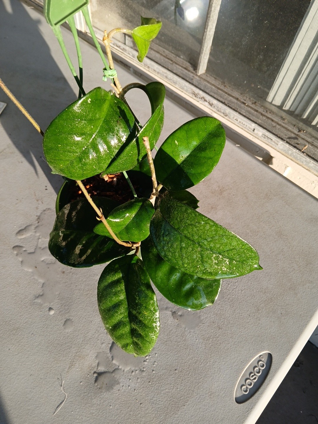 #865- HOYA FUNGI LIVE PLANT, LARGE LEAVES, LARGE PLANT,5″INCHES HANGER POT,