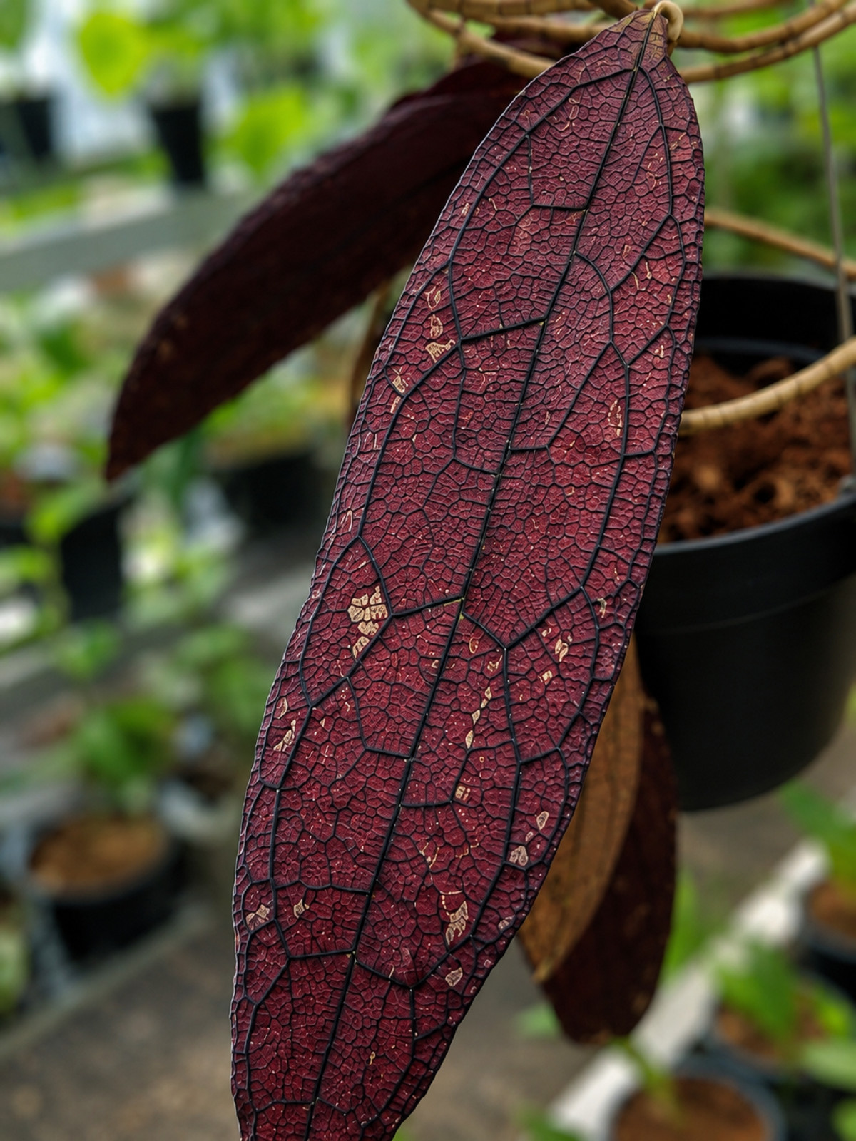 Hoya Clemensiorum Red, Rare Plant, Exotic Tropical Wax Plant