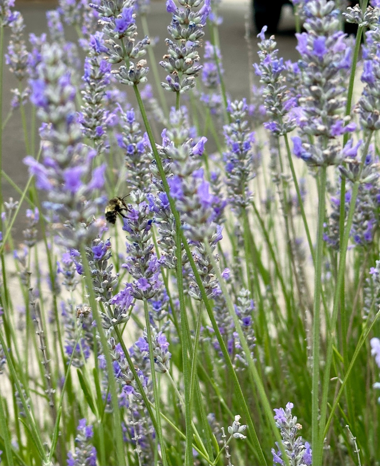 Fresh Cut English Lavender — 100 Stem Bundle, Cut to Order