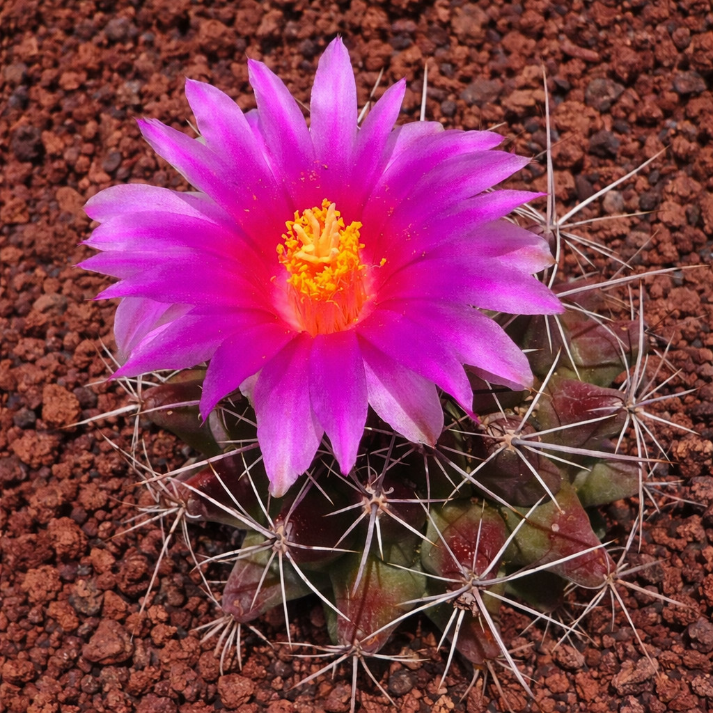 Thelocactus matudae 10 SEEDS – Rare Cactus SEEDS