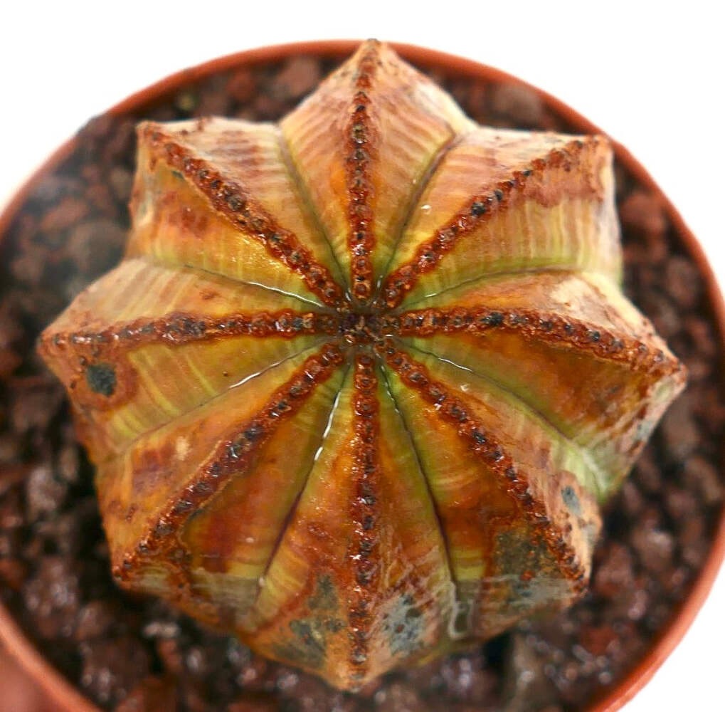 Euphorbia obesa UNUSUAL MARKS SS33 – Baseball plant | Basketball plant