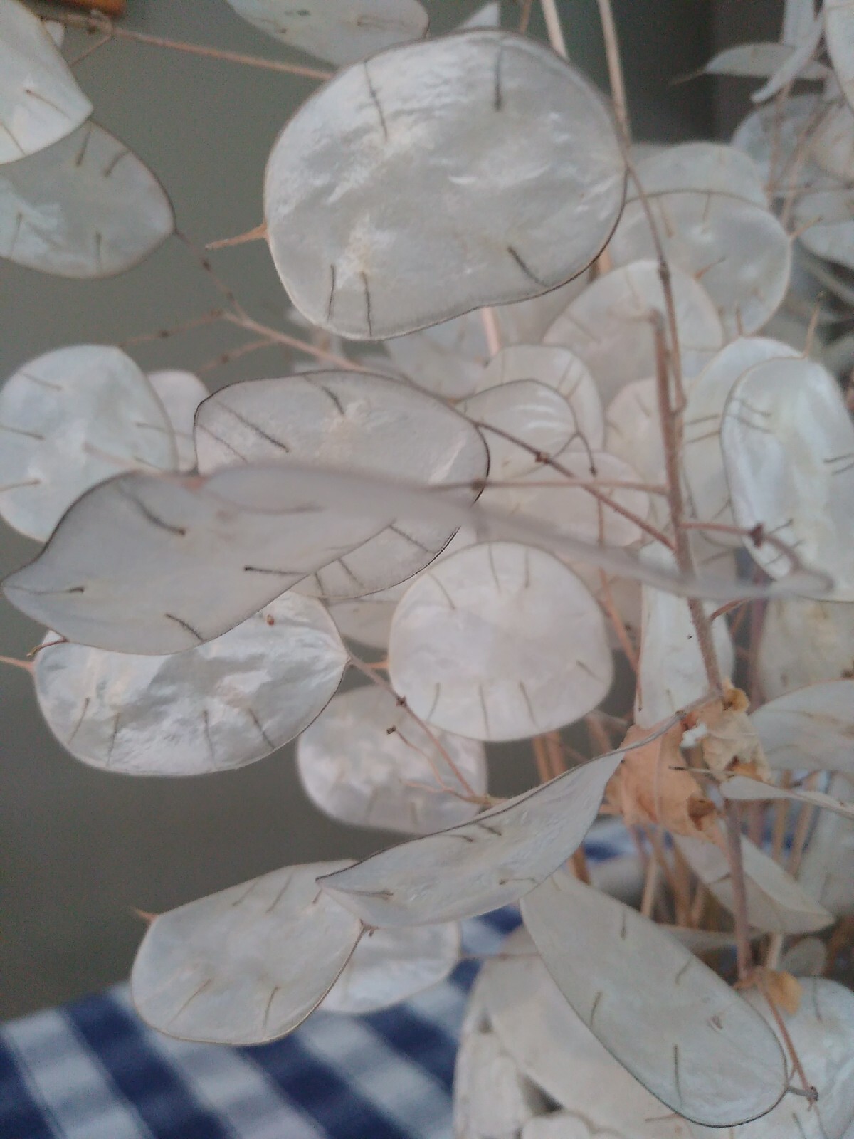 Dried Lunaria Moonwort Honesty Silver Dollar Plant Stems & seeds! 14-16″ Stems.