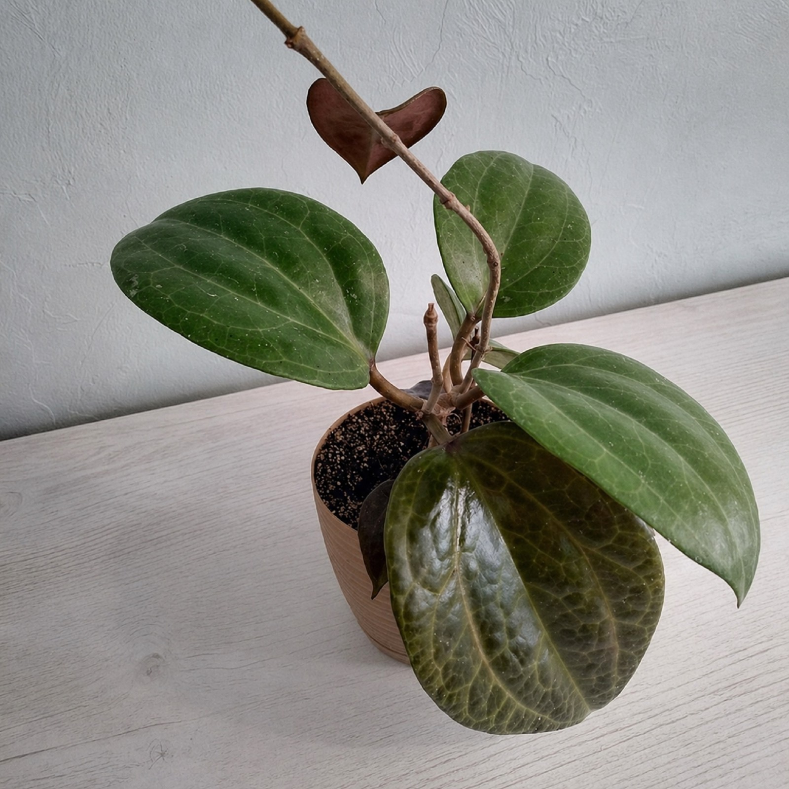 Hoya Sarawak Rare Tropical Hoya Plant Exotic Wax Plant Indoor Hanging Plant