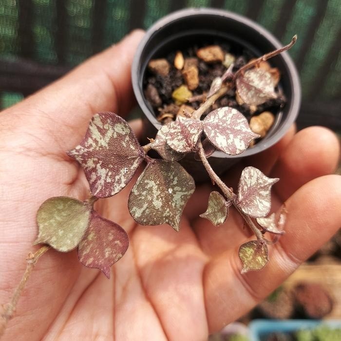 Real Pict Hoya Curtisii Red Rare Plant