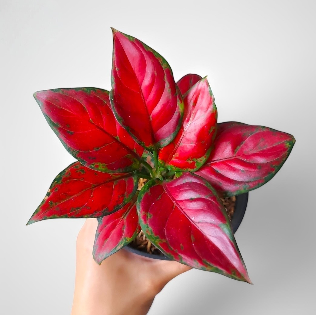 Aglaonema black maroon unique plant tropical house