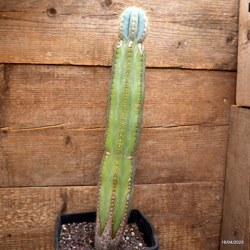 A7230 AUSTROCEPHALOCEREUS DYBOWSKII pot16-H40-W7 cm MaMa Cactus