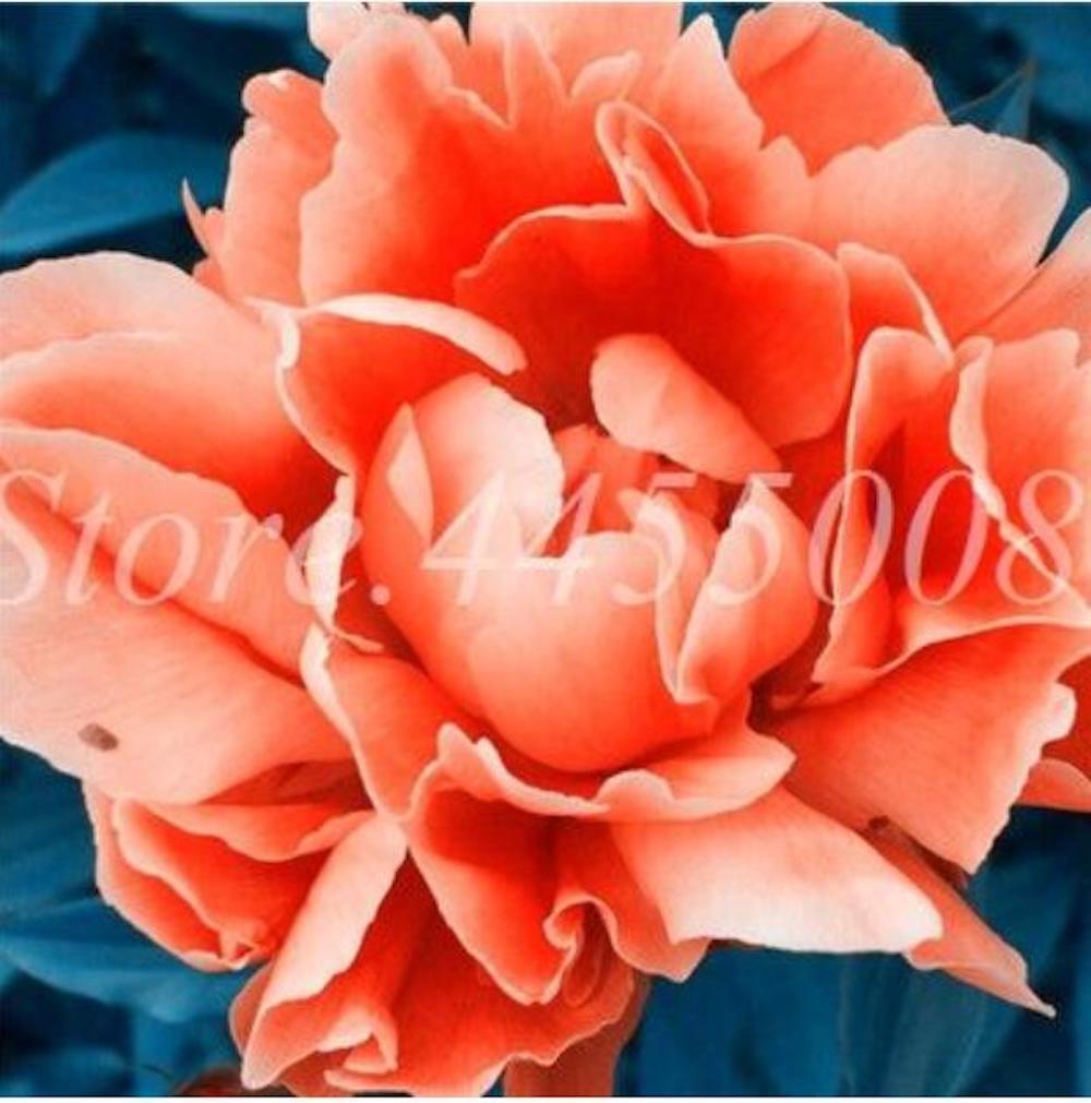 (10) PEONIES SEEDS rare exotic flower bloom home garden USA SELLER W/TRACKING
