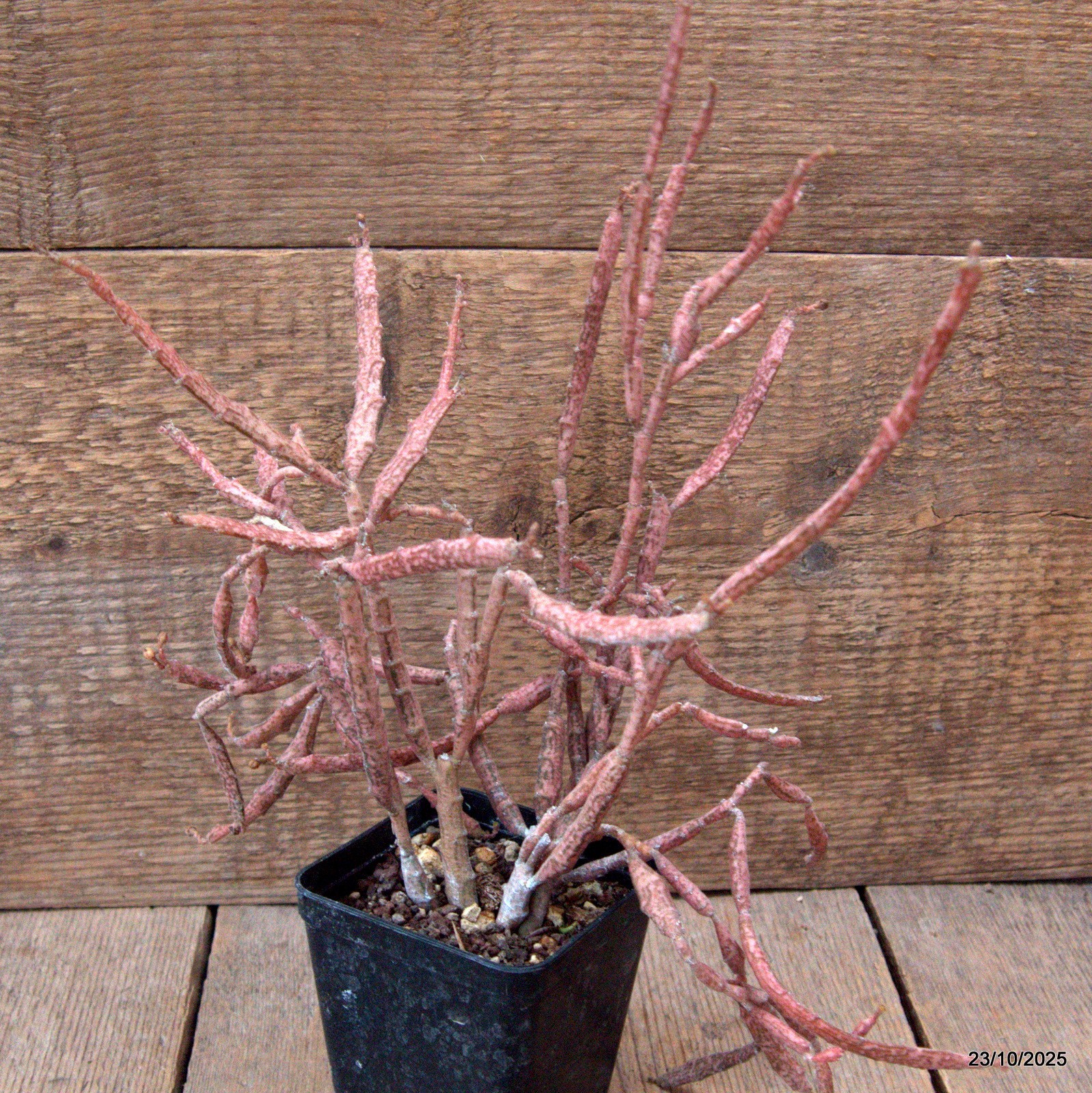D7117 EUPHORBIA PLATYCLADA pot8-H29-W29 cm MaMa Cactus