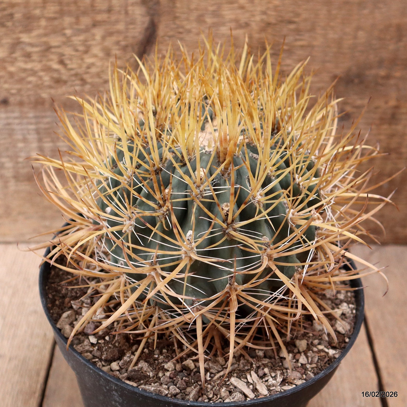D7808 FEROCACTUS CHRYSACANTHUS pot18-H13-W14 cm MaMa Cactus