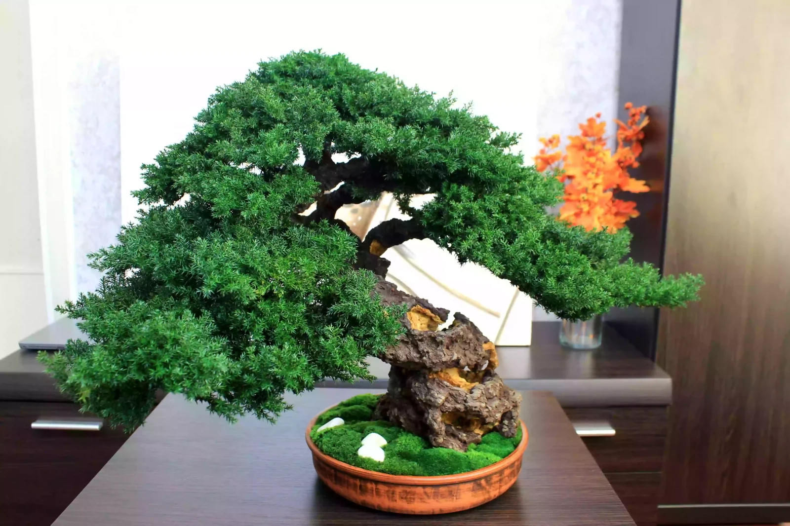 Luxury Preserved Bonsai Tree – Handmade Juniper Zen Sculpture. 49 cm / 19.29″
