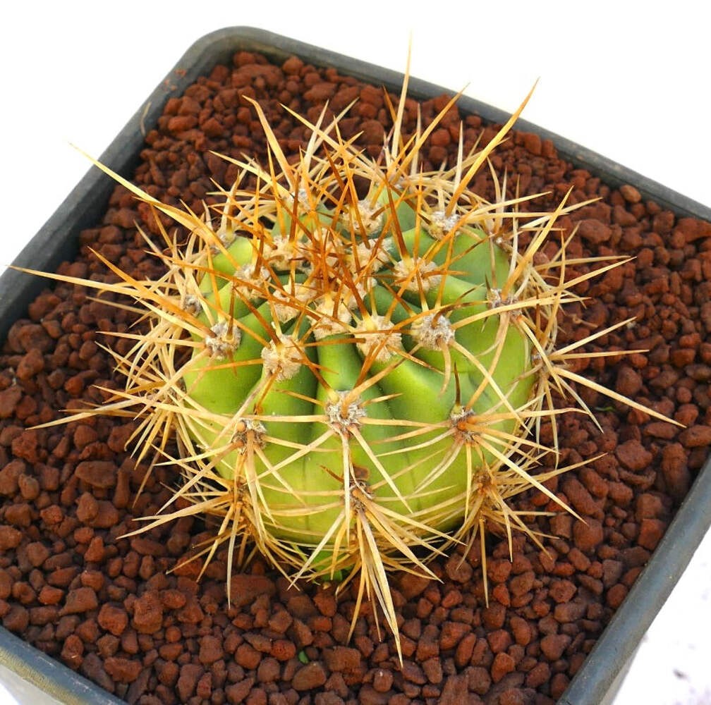Cereus pasacana GOLDEN SPINES – Pasacana cactus | Argentine saguaro