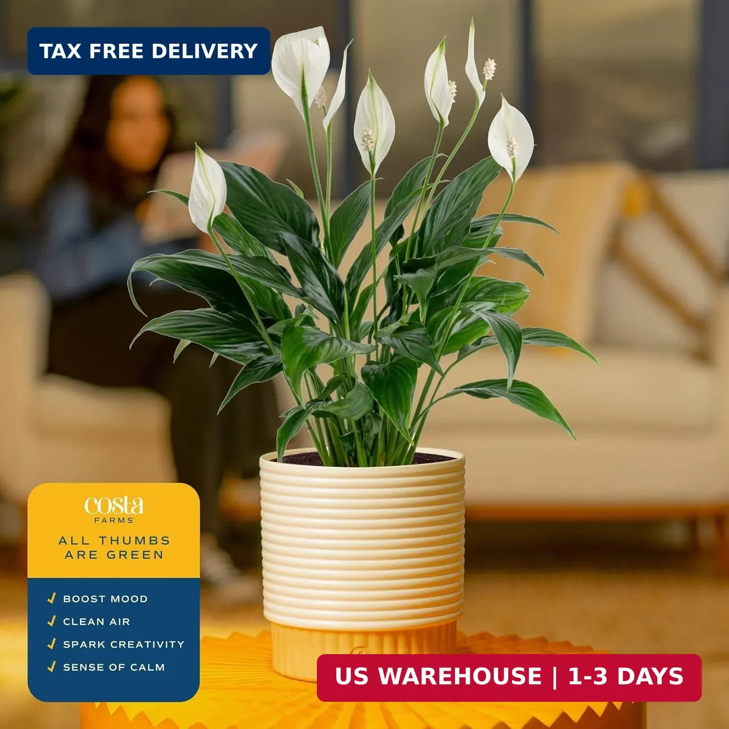 Costa Farms Peace Lily Live Plant in Decorative Pot, Air Purifying Flowering Ind