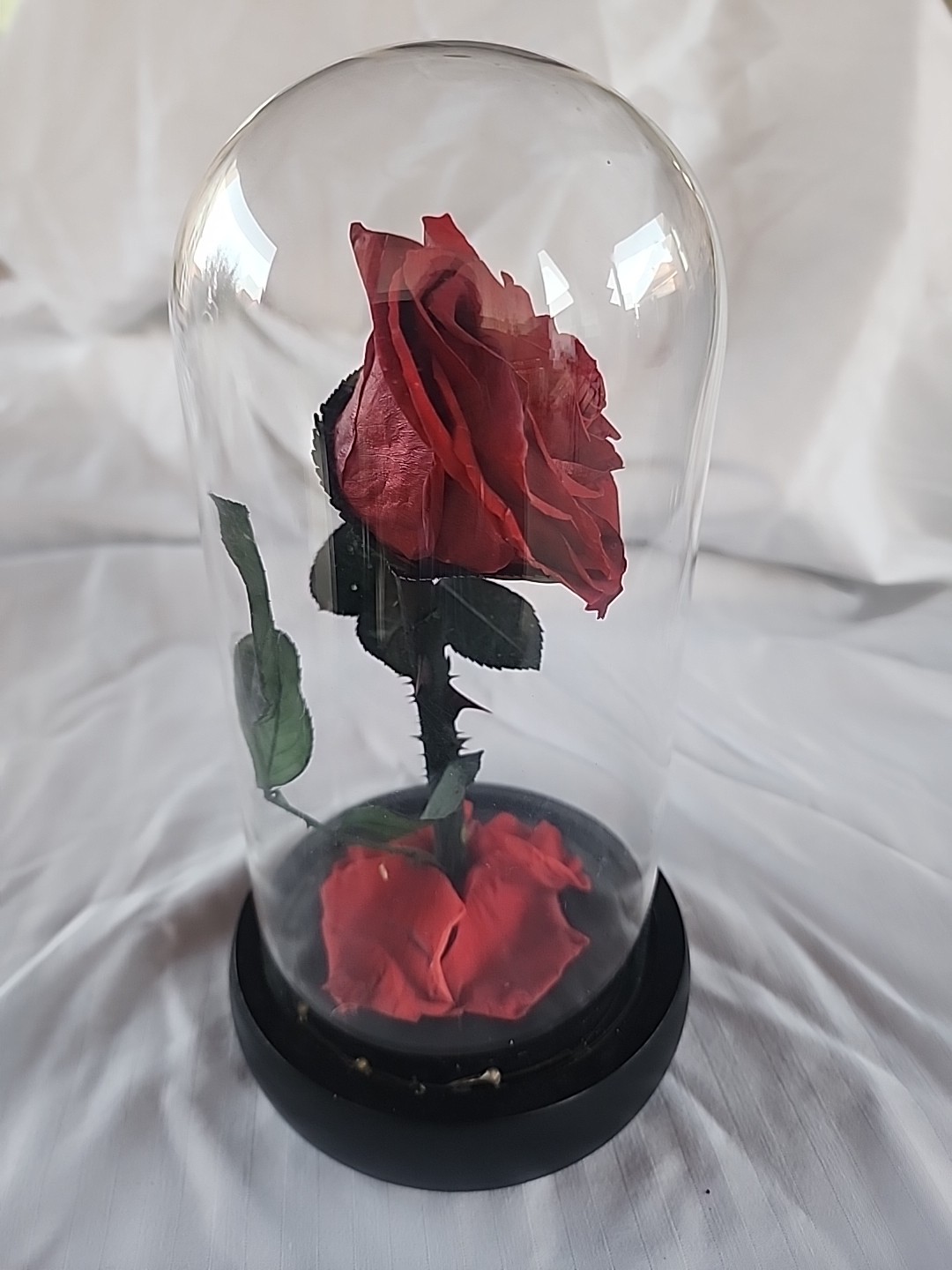 Single Red Rose Displayed In Glass Dome