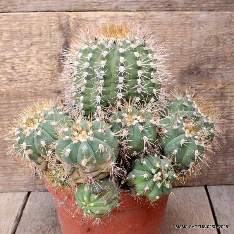 M104 GYMNOCALYCIUM CHACOENSE VERY OLD pot14-H13-W20 cm MaMa Cactus