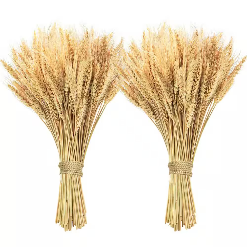 1 In. 200-Pieces Natural Dried Wheat Stalks Yellow Artificial Plant for Home Kit