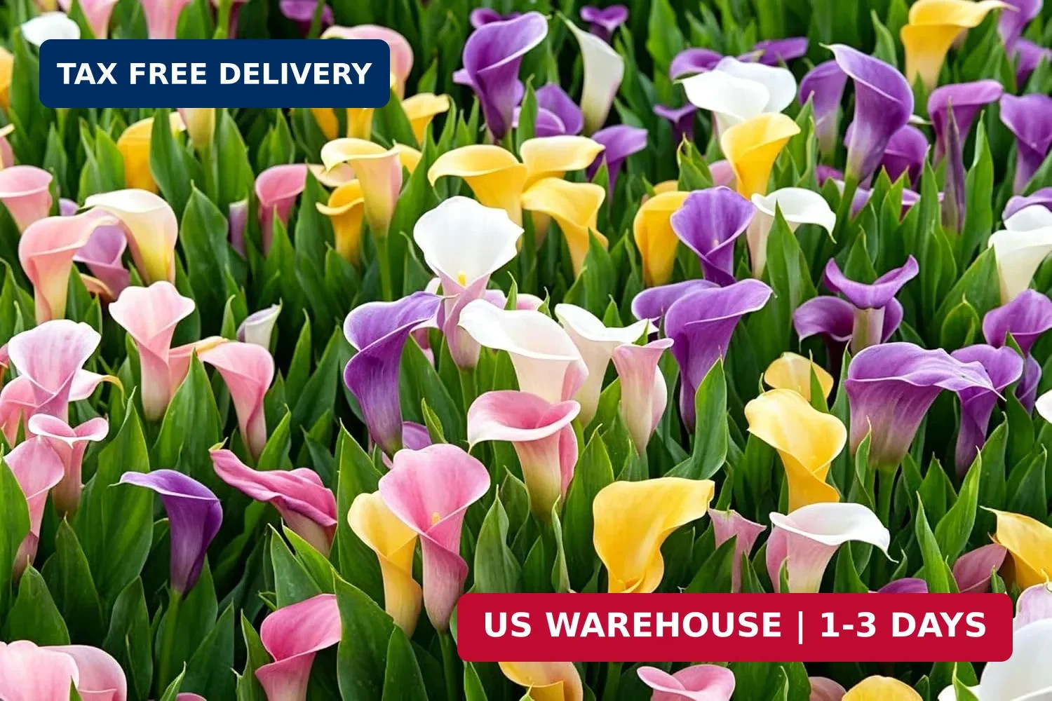 Mix Calla Lily Seeds, 150+ Pcs Mixed Color Perennial Zantedeschia Flower for Con