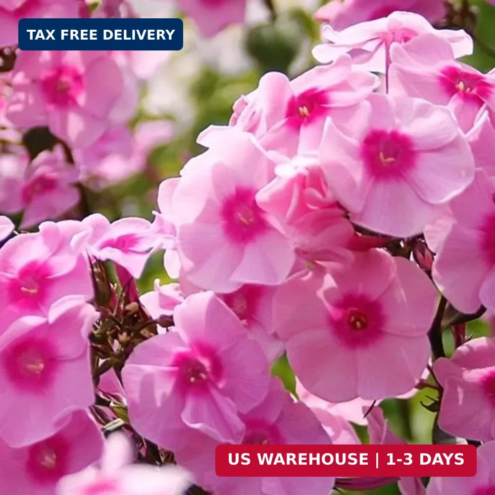 10007+ Creeping Mixed Phlox Seeds for Planting,Bright Perennial Creeping Phlox S