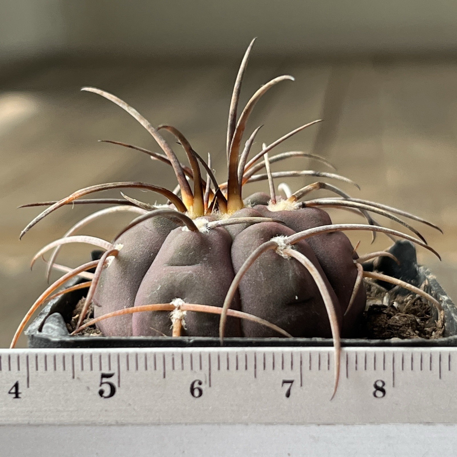 A12-1499. G. spegazzinii Lf 68, La Angostura, Salta, own root