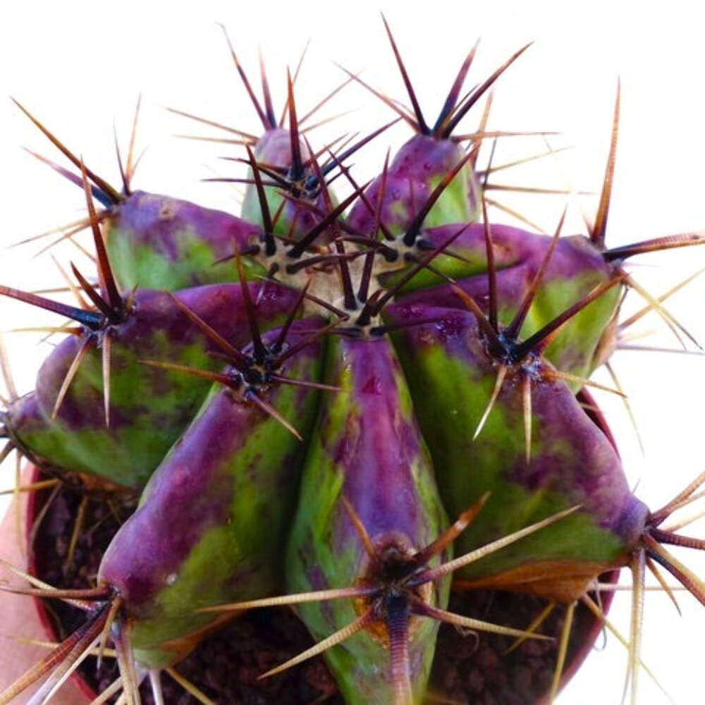 Echinocactus ingens var. grandis – Giant Barrel Cactus | Grand Echinocactus