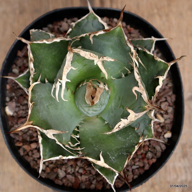 D120 AGAVE TITANOTA pot14-H9-W13 cm MaMa Cactus