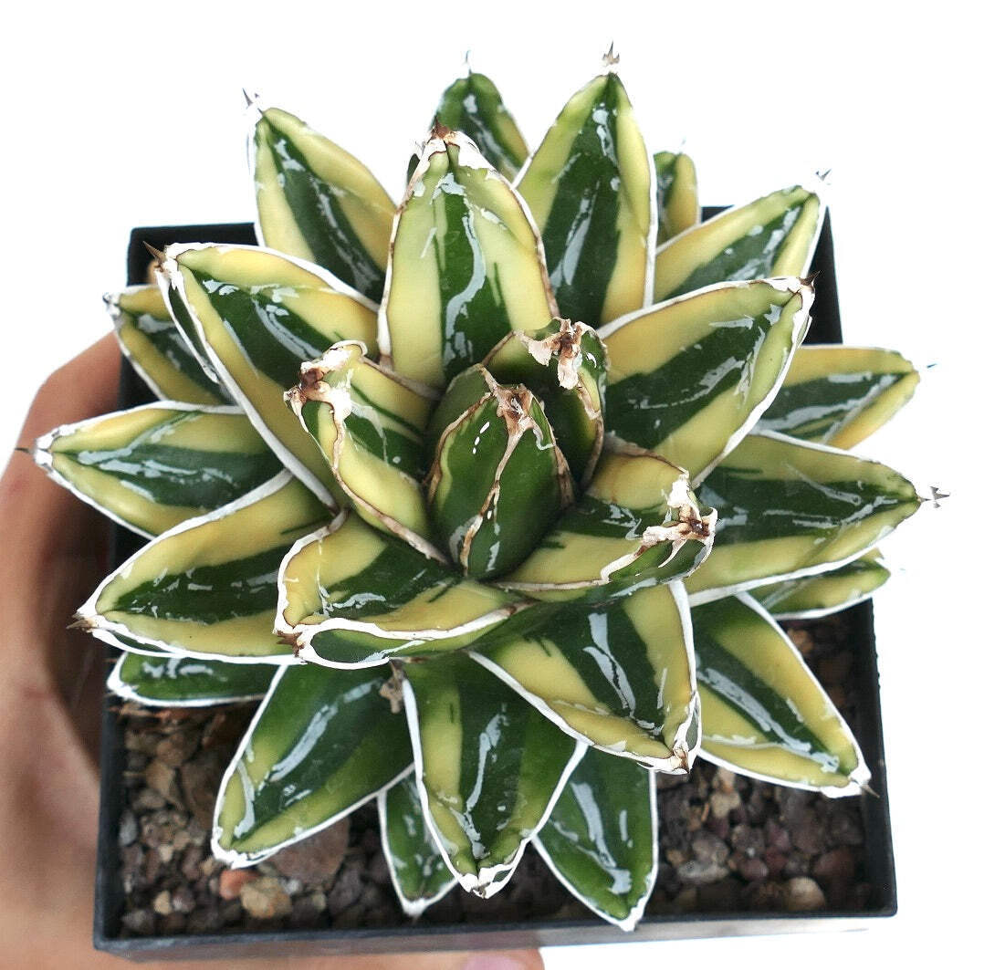 Agave victoriae-reginae cv KIZAN –