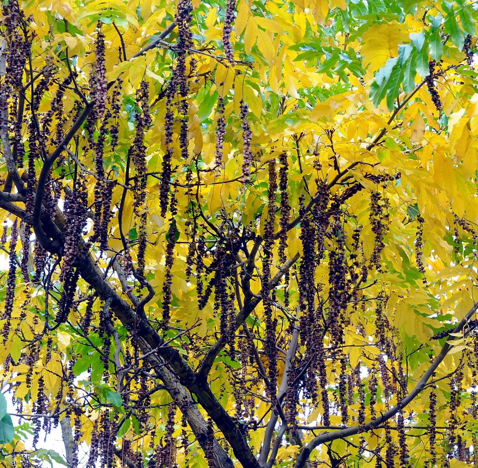 Pterocarya fraxinifolia – Caucasian wingnut | Caucasian walnut