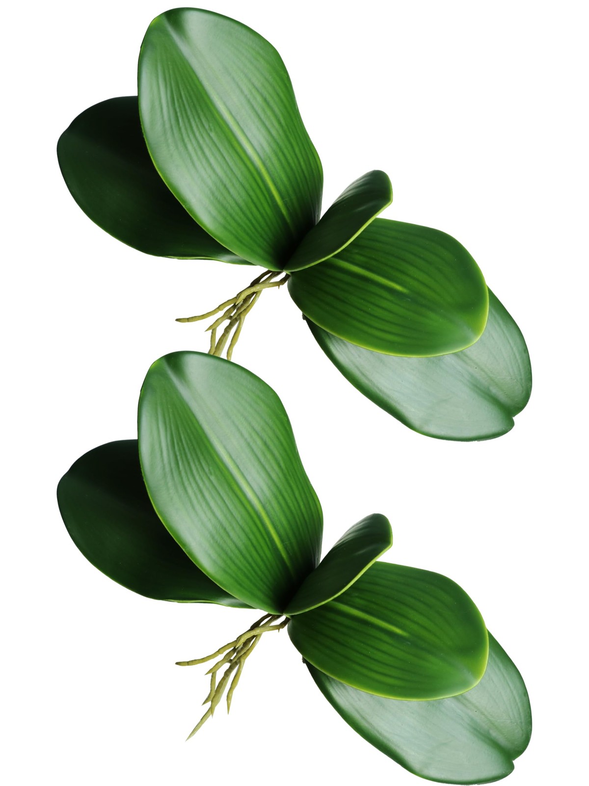 Forlaoers 2pcs Real Touch Orchid Stems Green Fake Leaves Phalaenopsis Orchids