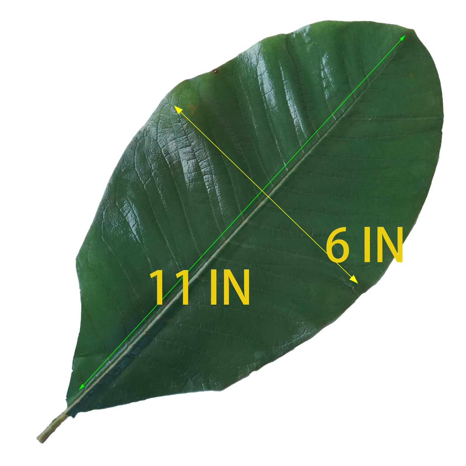 Green Leaves Real Leaves Houpoea Leaf Sushi Plate Decoration Dish Decoration …