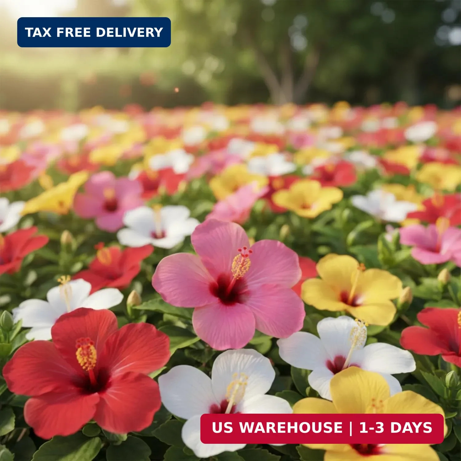 100 Hibiscus Seeds for Planting Perennial Flower Seeds for Outdoor Garden Tropic