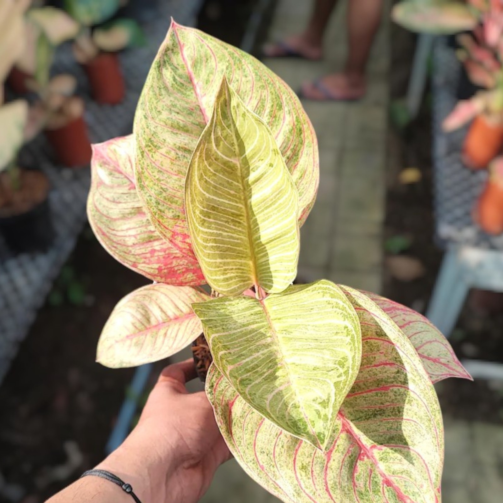 Aglaonema Dewi Hughes Ornamental Plant