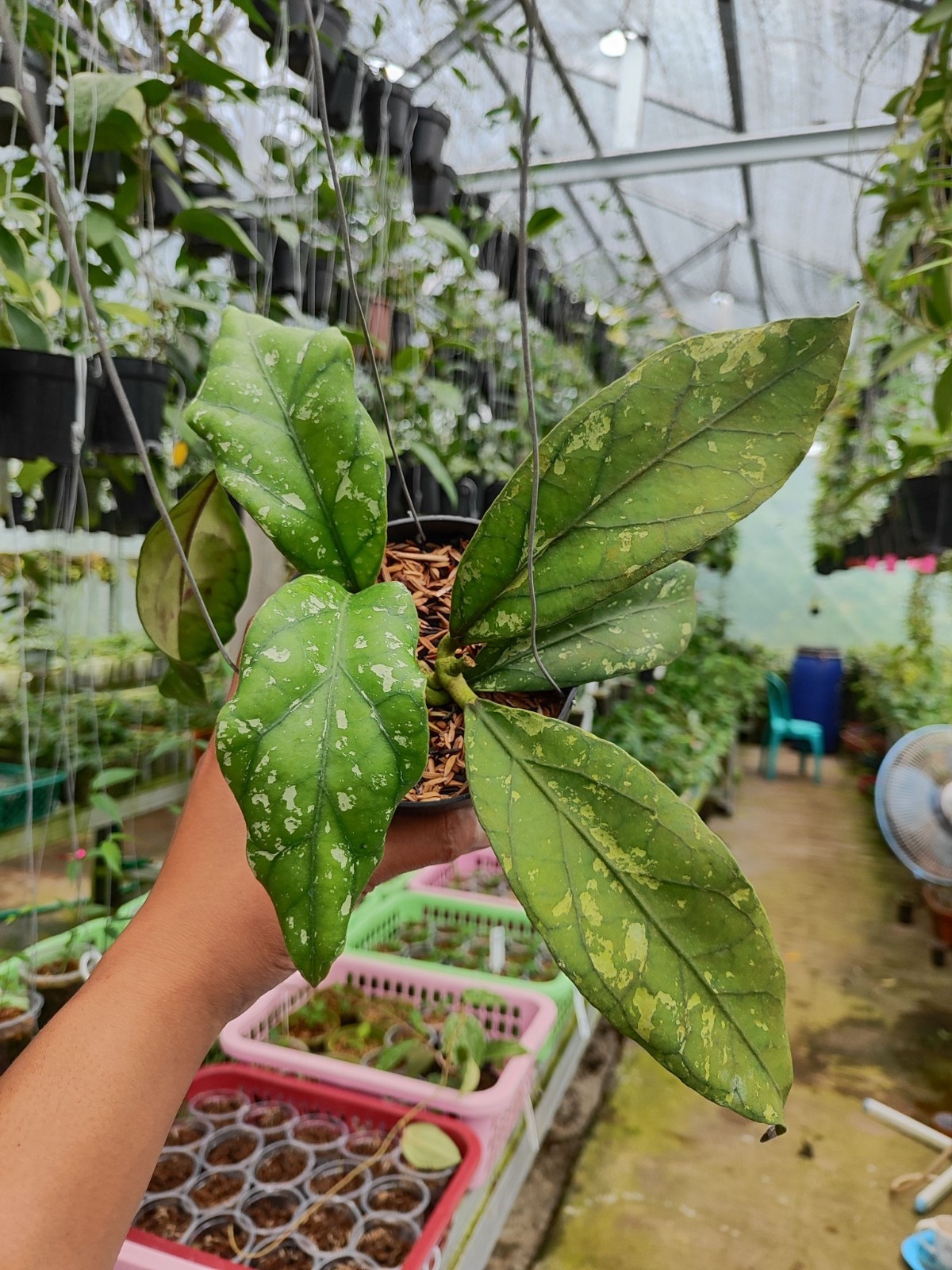 Hoya Clemensiorum Gorung Rare Tropical Indor Outdor Wax Plant