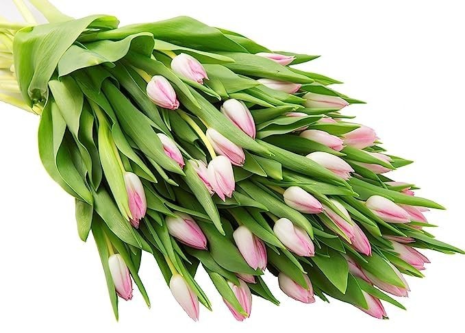 30 Pink Tulips – Fresh Flowers for Birthday, Sympathy, Anniversary, Get Well, Mo