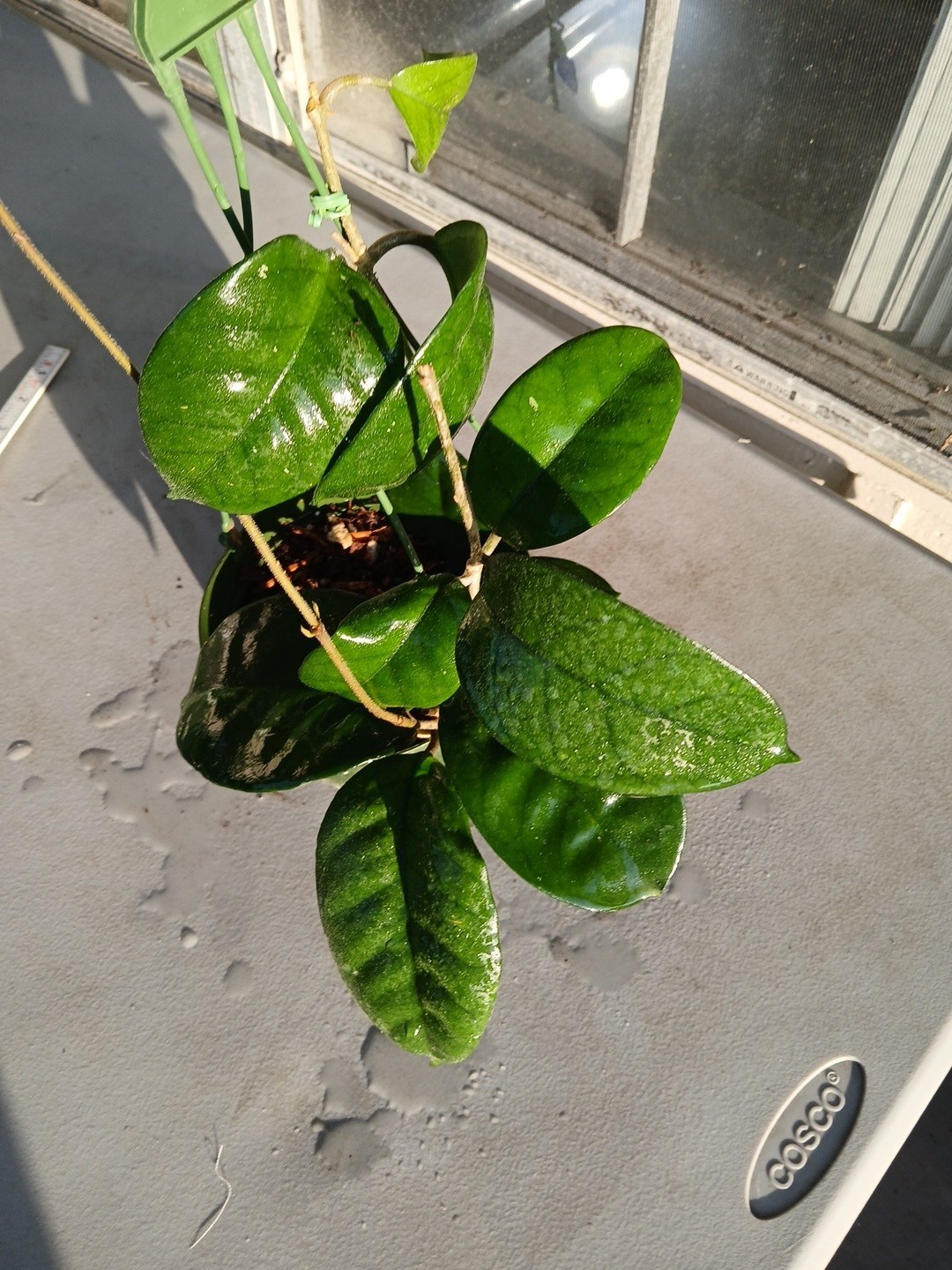 #865- HOYA FUNGI LIVE PLANT, LARGE LEAVES, LARGE PLANT,5″INCHES HANGER POT,