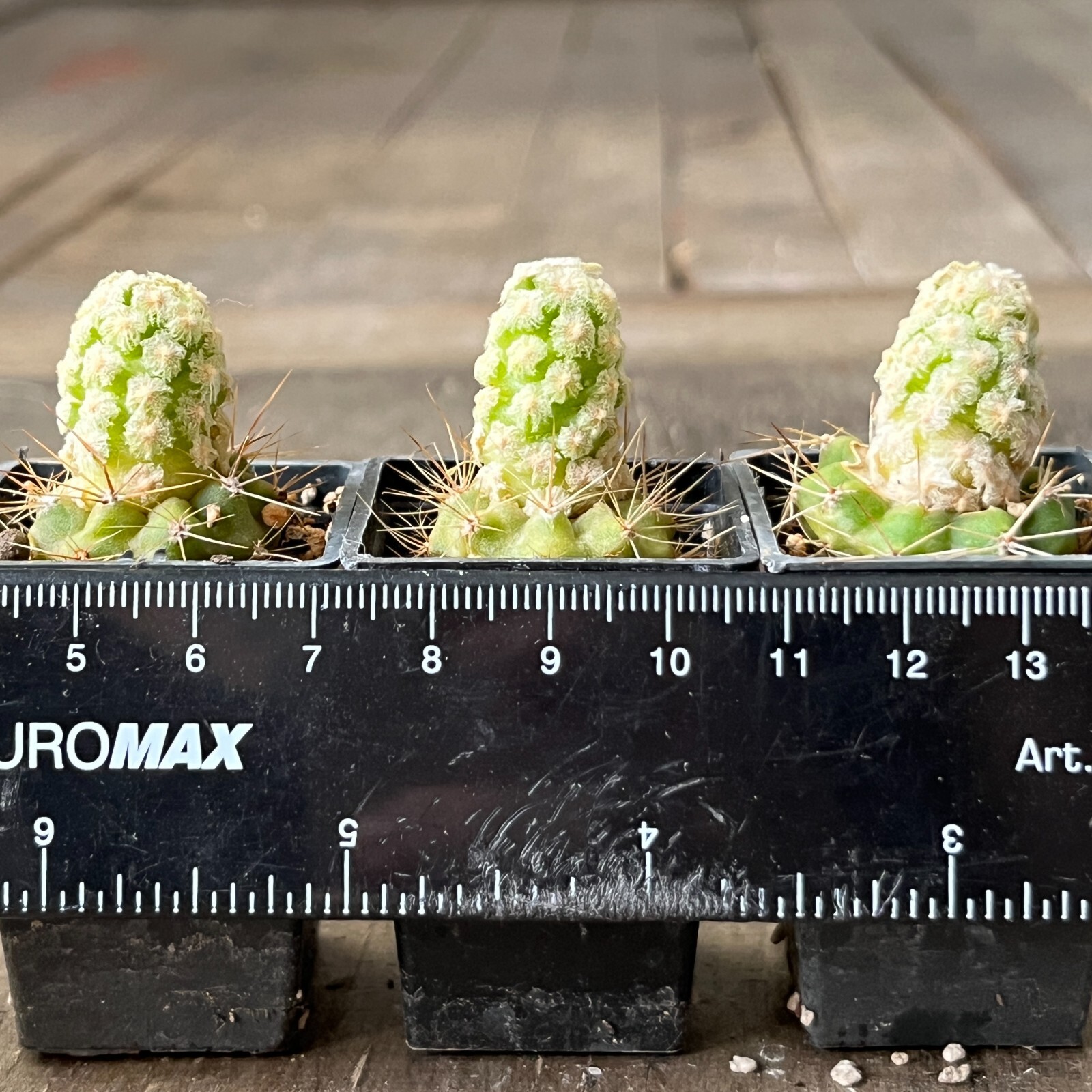 A34-260. Mammillaria theresae v. albiflora, 3 pieces (Grafted)