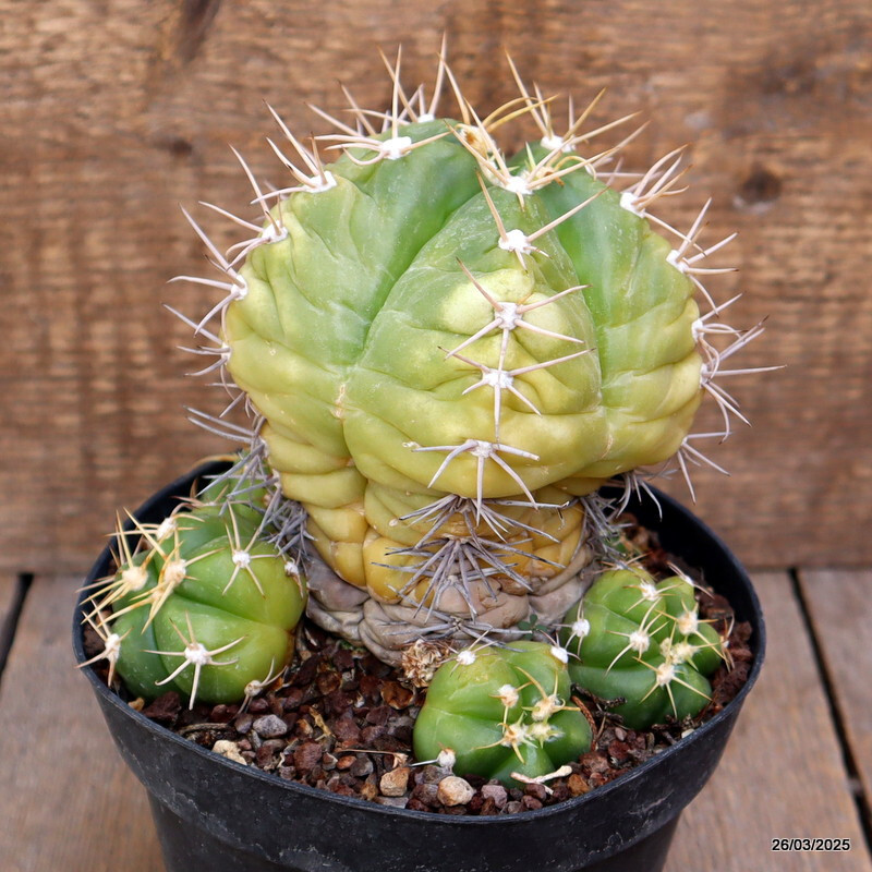 A2160 GYMNOCALYCIUM HORSTII pot14-H14-W13 cm MaMa Cactus